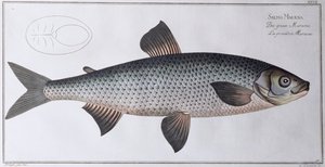 Salmone: pub. da Black, c.1790 da Andreas Ludwig Kruger